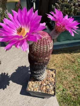 Preview: Echinocereus rigidissimus rubispinus